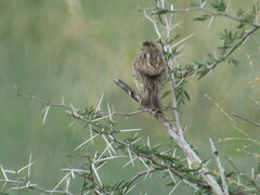 Passerculus sandwichensis