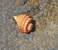 Monoplex parthenopeus