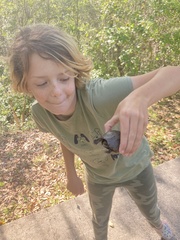 Kinosterninae