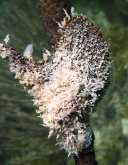 Pteria colymbus