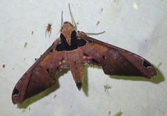 Adhemarius roessleri