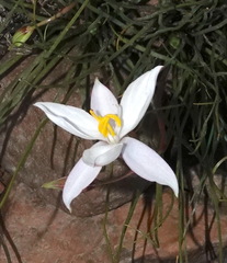 Cyanella alba