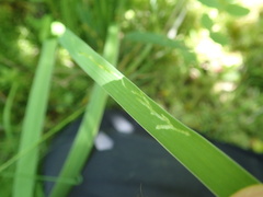 Cerodontha thompsoni