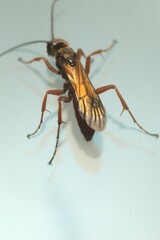 Priocnemis conformis