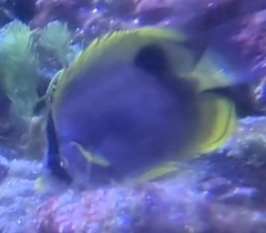 Chaetodon