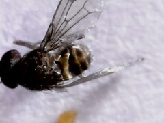 Drosophila repleta