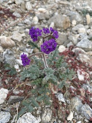 Phacelia crenulata ambigua