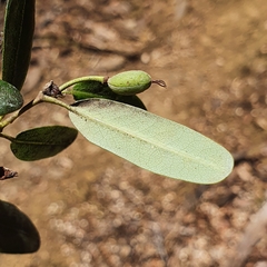 Eucryphia lucida