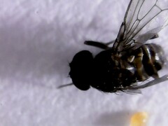 Drosophila repleta