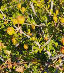 Tetracoccus capensis