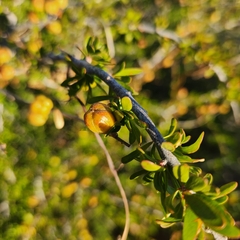 Tetracoccus capensis