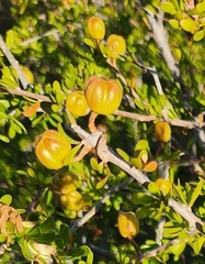 Tetracoccus capensis