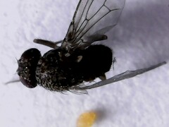 Drosophila repleta