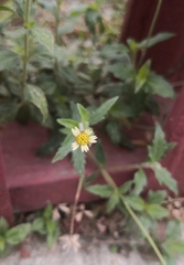 Tridax