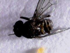 Drosophila repleta