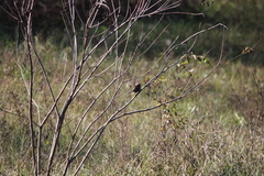 Passerculus sandwichensis