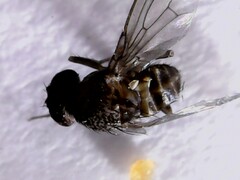 Drosophila repleta