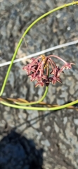 Funastrum angustissimum