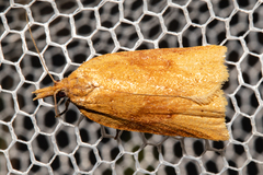 Apoctena conditana