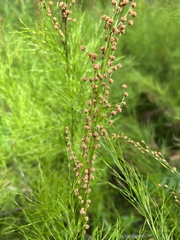 Baloskion tetraphyllum