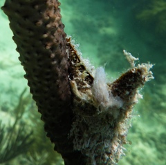 Pteria colymbus
