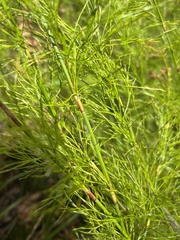 Baloskion tetraphyllum