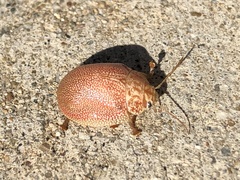 Paropsis atomaria