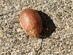 Paropsis atomaria