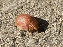 Paropsis atomaria