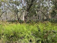 Baloskion tetraphyllum