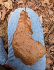 Quercus marilandica marilandica