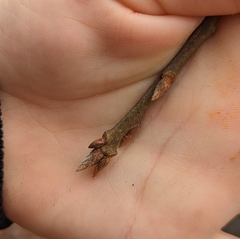 Quercus marilandica marilandica