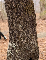 Quercus marilandica marilandica