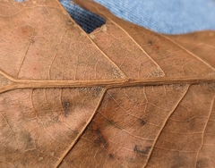 Quercus marilandica marilandica