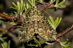 Austrocidaria callichlora