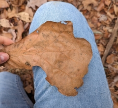 Quercus marilandica marilandica