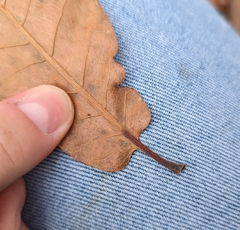 Quercus marilandica marilandica