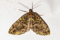 Austrocidaria similata