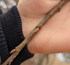 Quercus marilandica marilandica