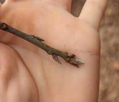 Quercus marilandica marilandica