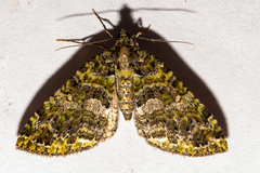 Austrocidaria similata