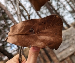 Quercus marilandica marilandica