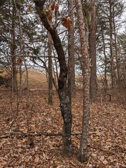 Quercus marilandica marilandica