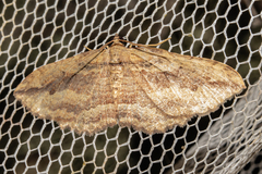 Austrocidaria