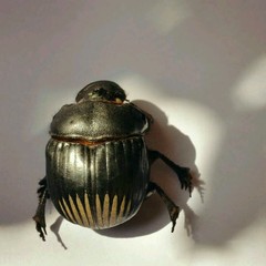 Dichotomius colonicus