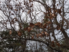 Quercus marilandica marilandica