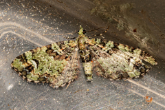 Pasiphila bilineolata