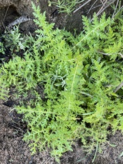 Eucrypta chrysanthemifolia