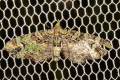 Pasiphila bilineolata