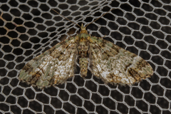 Pasiphila bilineolata